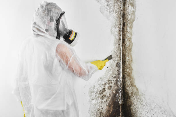 Best Residential Mold Remediation in Eatontown, NJ